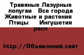 Травяные Лазурные попугаи - Все города Животные и растения » Птицы   . Ингушетия респ.